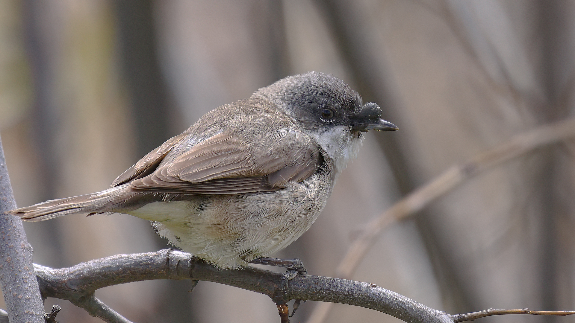 Lesser Whitethroat — Ana fotoğraf
